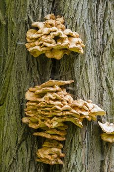 Orange mushrooms growing on tree bark