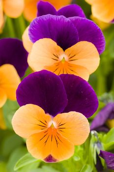 Yellow and purple violet pansy flowers