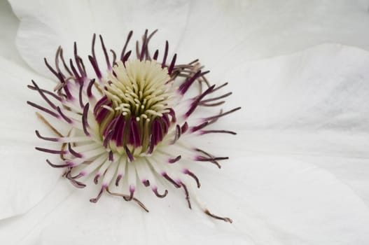 Detail of white Clematis flower
