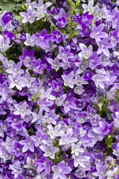 Purple flowers in full bloom