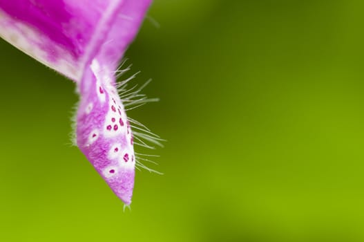 Detail of pink flower on green background