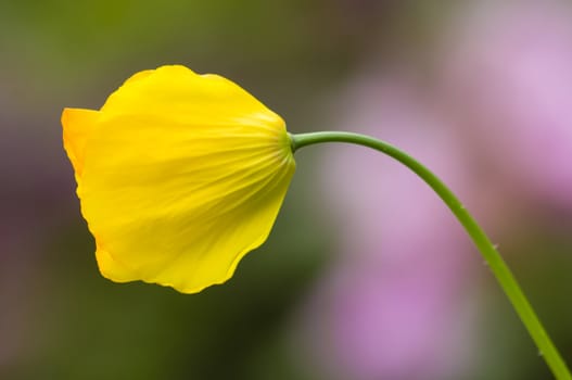 Yellow poppy flower in Spring