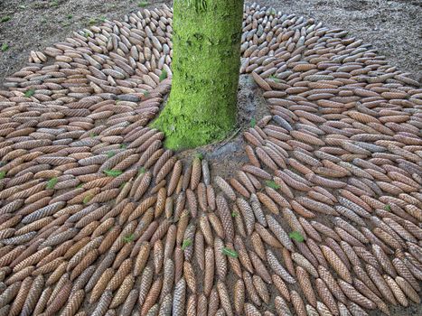 Decorative pattern of cones around pine in a Danish garden.