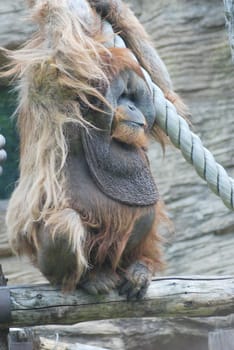 close up of a huge male orangutan