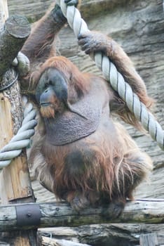 close up of a huge male orangutan