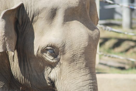 close up of the head and eye of an asian elephant