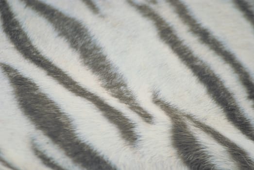 white tiger skin close up, natural texture  