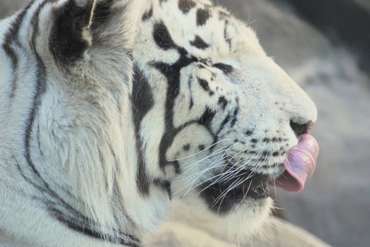 Bengal white tiger licking nose with tongue 