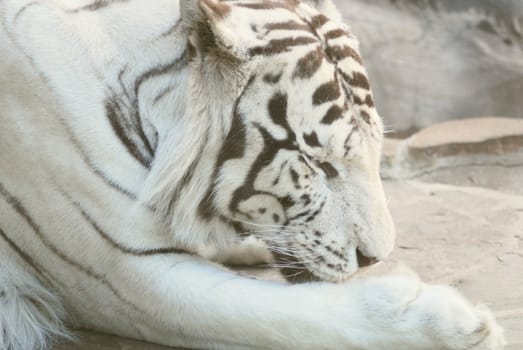 rare white tiger  lying on a rock  in zoo 