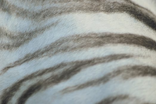 white tiger skin close up, natural texture  
