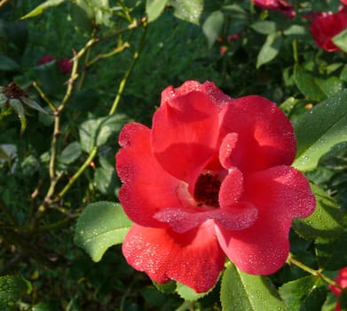 A red Rose covered with morning dew