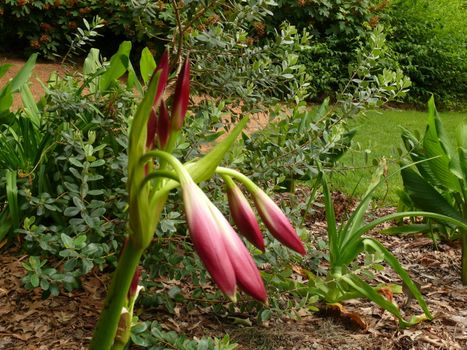 A purple Spider Lilly that is at the begining stages of blooming