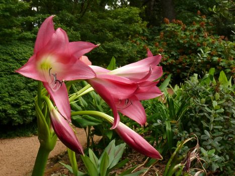 A purple Spider Lilly in full bloom