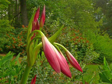 A purple Spider Lilly in the starting of a bloom