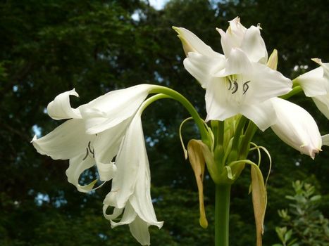 A close-up of a white spider  Lilly in full bloom