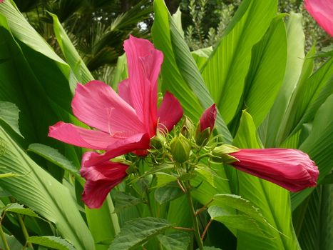 Spider lilly in bloom with green plants as background