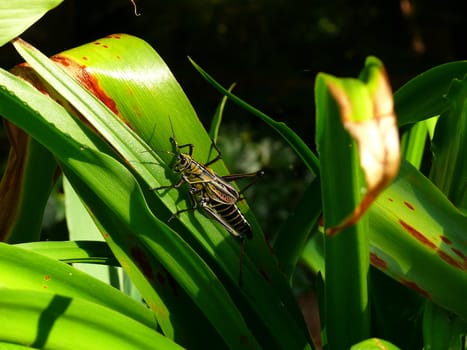 A brown grasshopper eating a plant  leaf