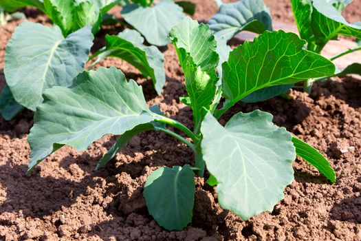 green leaves of cabbage on the garden