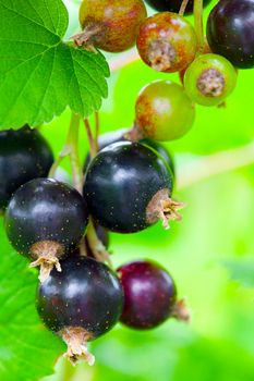 blackcurrant in the garden