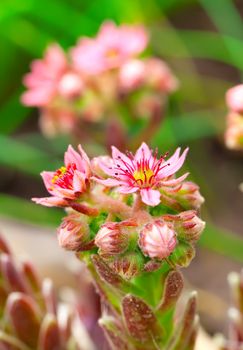 Flower of houseleek (sempervivum). Decorative garden flower.