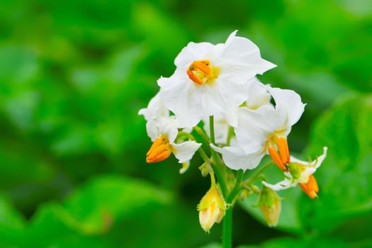 A white flower of a potato plant.