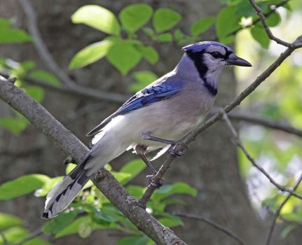 A Blue Jay (Cyanocitta cristata) perched on a branch.
