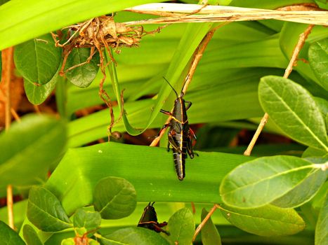 A black grasshopper eating a leaf stem