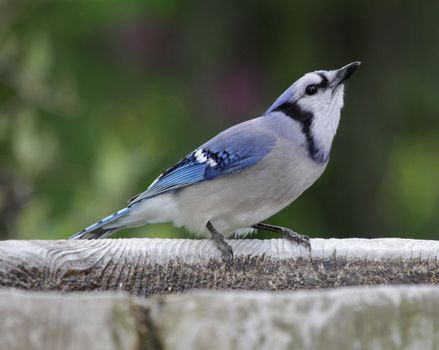 A Blue Jay (Cyanocitta cristata) drinking at a bird bath.
