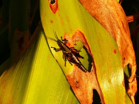 A black grasshopper on a leaf that is showing damage from the insect