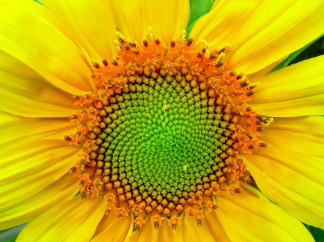 A close up of the center of a giant sunflower