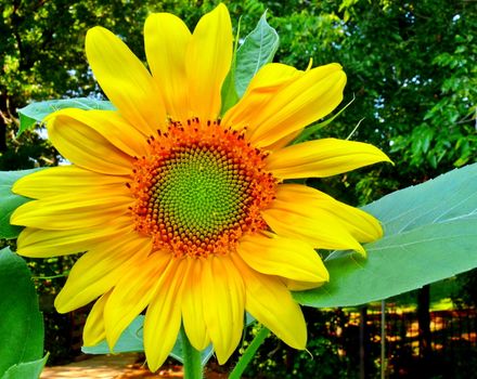 A full view of a Giant Sunflower in full bloom