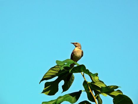 A Mockingbird in a tree with the blue sky as background