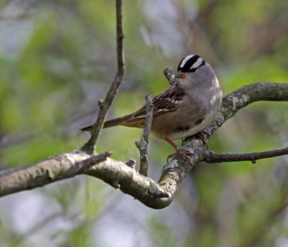 A perched White-crowned Sparrow (Zonotrichia leucophrys) sitting in a tree.
