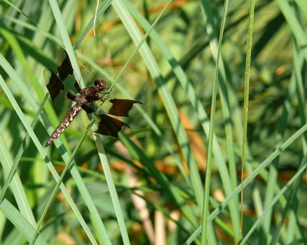 A black dragonfly in tall grass