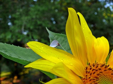 A giant sunflower with a small butterfly sitting on one of the petals.