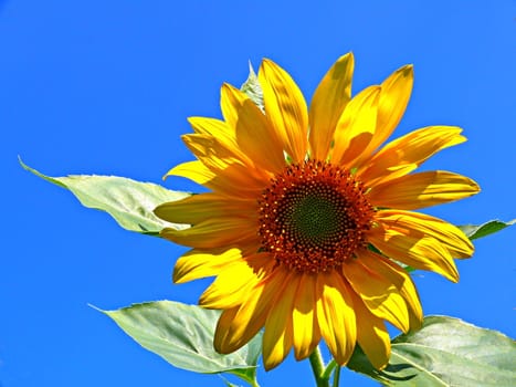 A giant sunflower in a bright blue sky