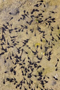 A pool containing a large number of tadpoles. (frog larvae)
