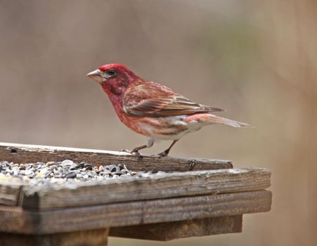 A Purple Finch (Carpodacus purpureus) sitting on a bird feeder.