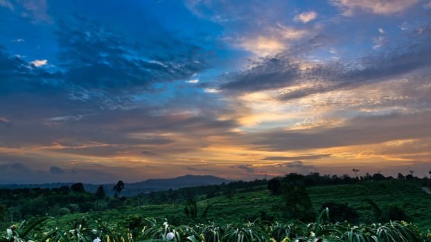 Colorful sky at twilight time and dragon fruit tree