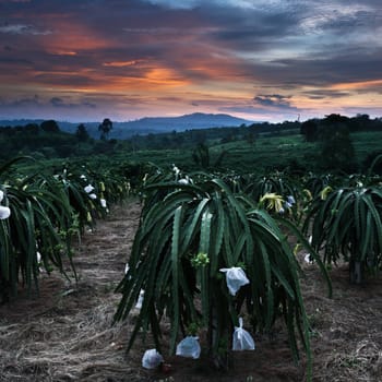 Colorful sky at twilight time and Front of dragon fruit tree