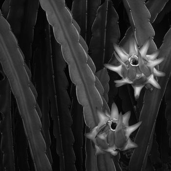 Black and white of two Dragon fruit