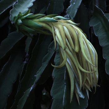 Dragon fruit flower at night on tree