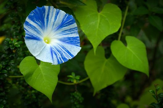 Blue and White Morning Glory Flower and Heart Form Leaf