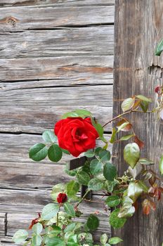 Red rose growing on ancient wooden wall.