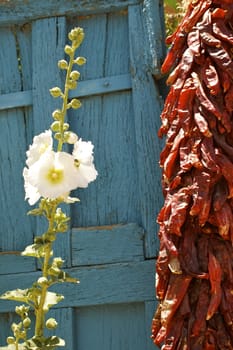 Red chili ristras against a rustic blue wooden door and white flowers (red, white & blue) with copy space.