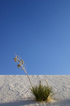 White sand dune against a deep blue sky, featuring a single desert plant with shadows.