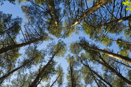 crown of high green trees against the blue sky