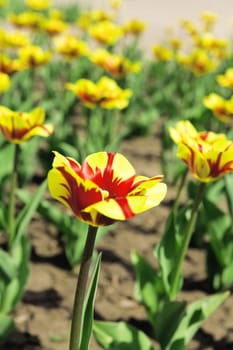 field with bright tulips on a environmental background