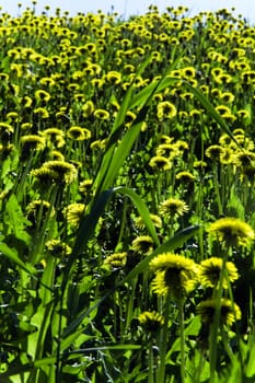 bright meadow with yellow flowers in spring day