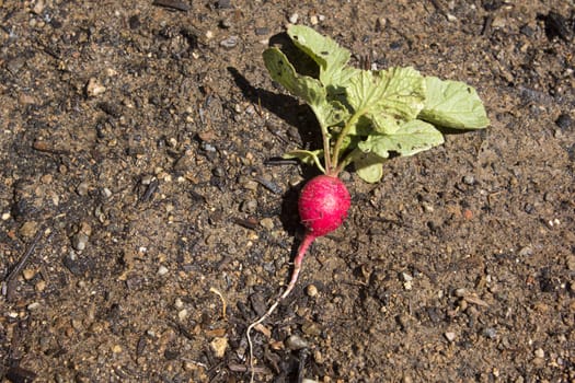 Radish in the garden freshly picked and laying on the dirt